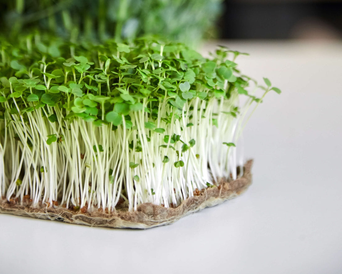 WHAT ARE MICROGREENS — AND WHY THEY'RE SO GOOD FOR YOU?