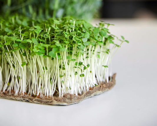 WHAT ARE MICROGREENS — AND WHY THEY'RE SO GOOD FOR YOU?